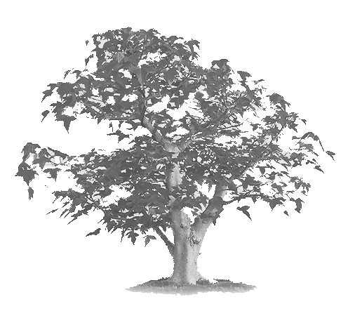 Baum transparent